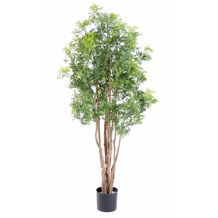 Aralia artificiel ming NITIDA - Feuillus - Green Fire 57