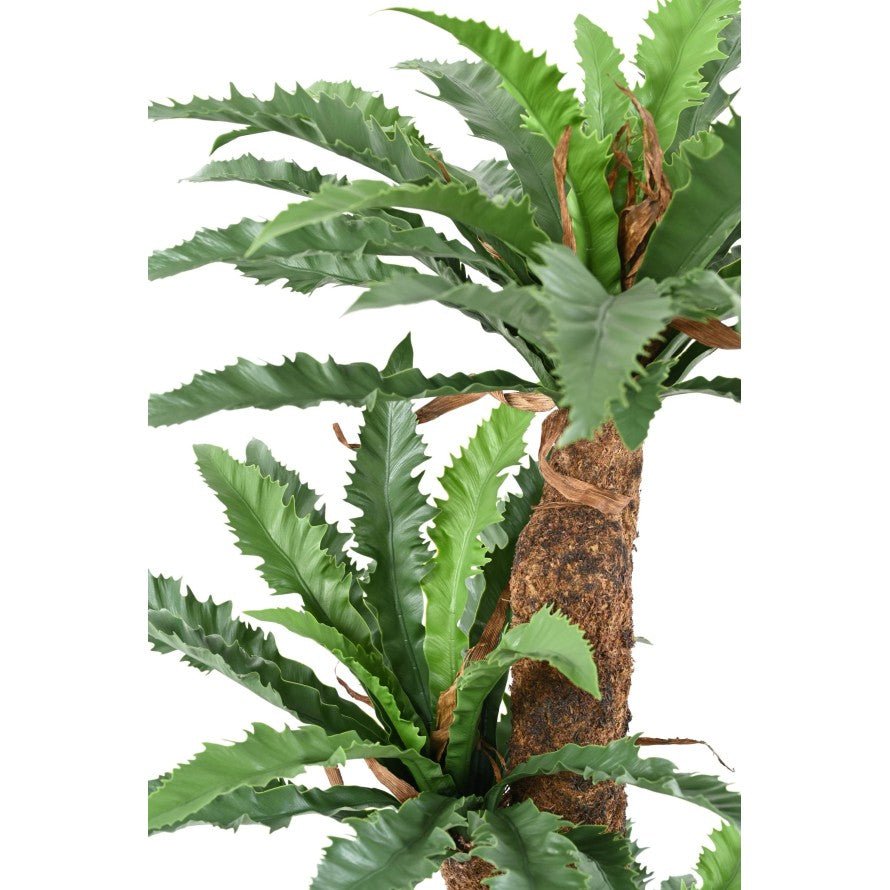 Asplenium artificiel dakila 130 - Arbres et Arbustes - Green Fire 57