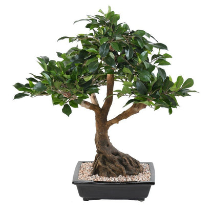 Bonsaïs FICUS en coupe - BONSAÏS - Green Fire 57