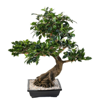 Bonsaïs FICUS en coupe - BONSAÏS - Green Fire 57