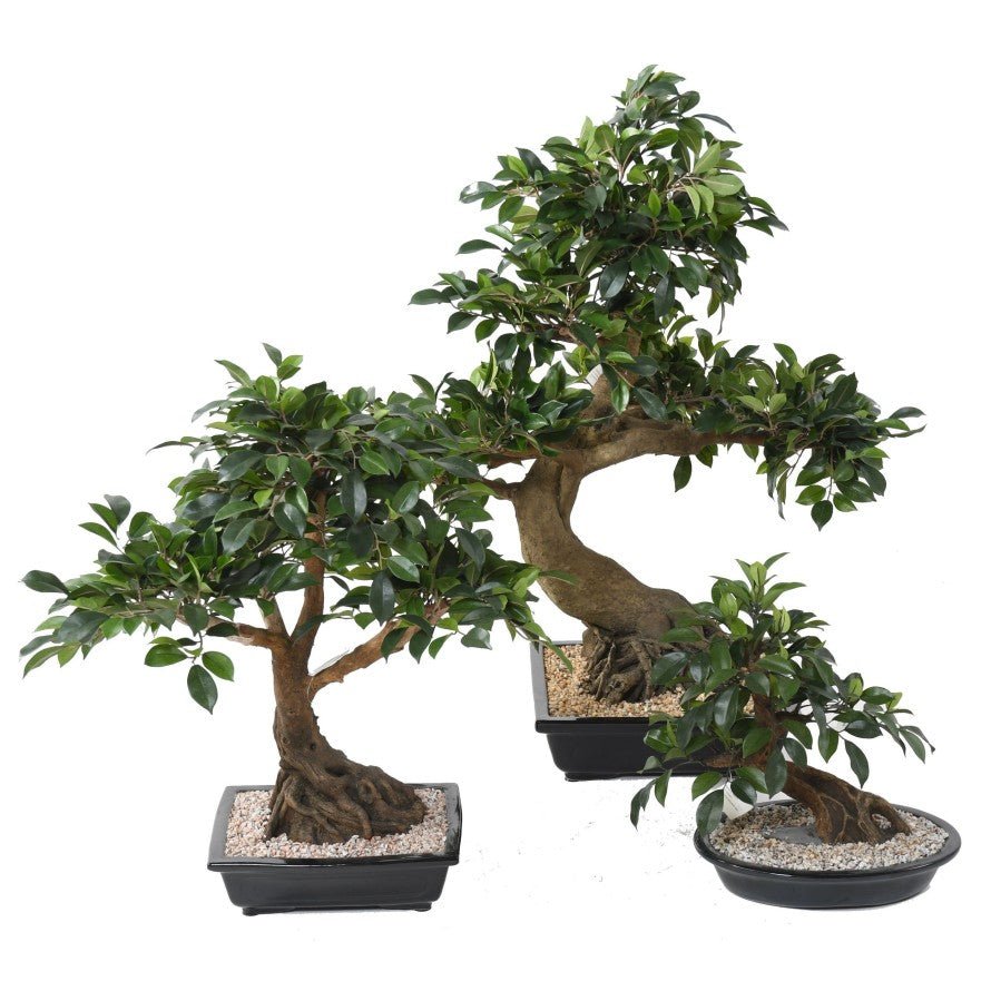 Bonsaïs FICUS en coupe - BONSAÏS - Green Fire 57