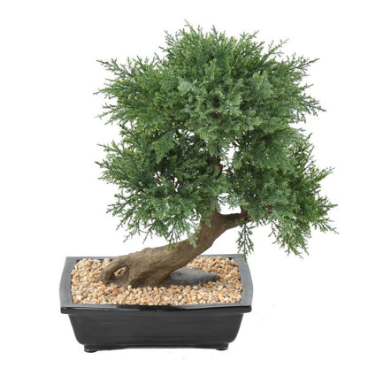 Bonsaïs JUNIPERUS en coupe - BONSAÏS - Green Fire 57