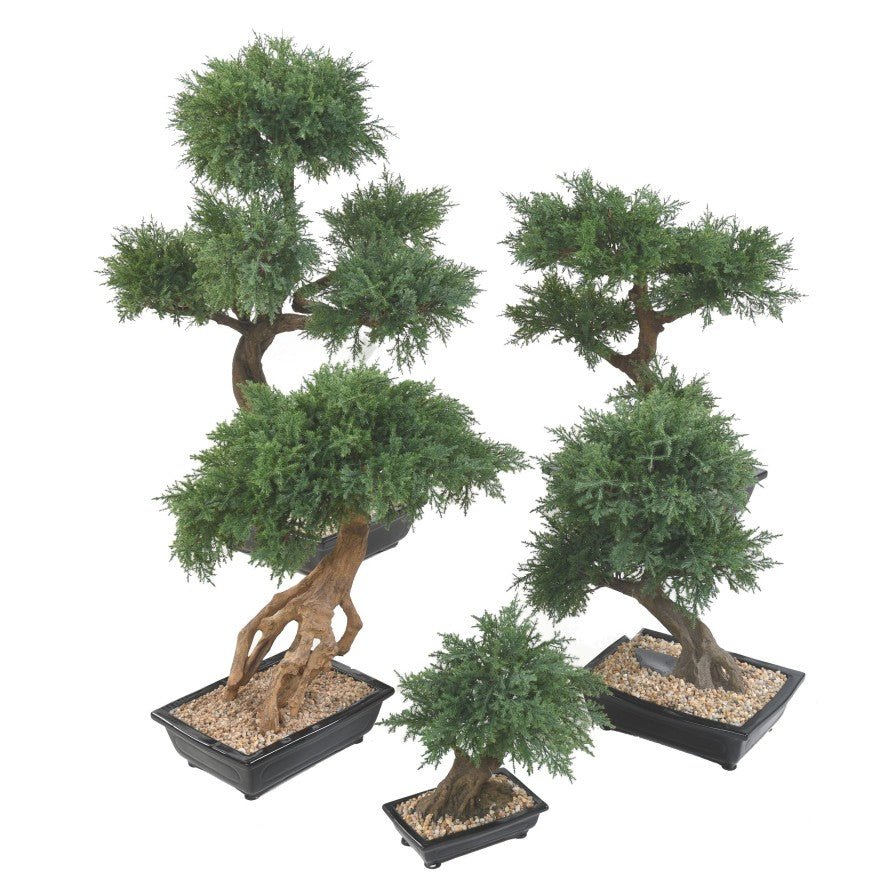 Bonsaïs JUNIPERUS en coupe - BONSAÏS - Green Fire 57