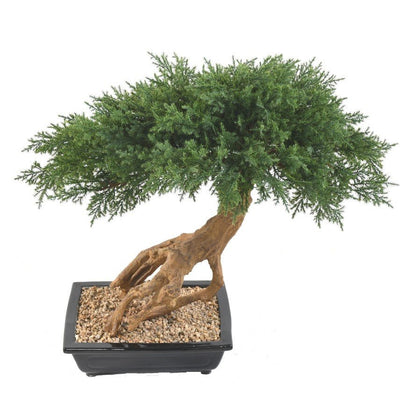 Bonsaïs JUNIPERUS en coupe - BONSAÏS - Green Fire 57