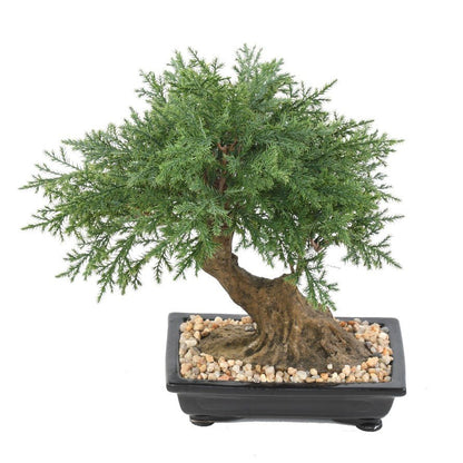 Bonsaïs JUNIPERUS en coupe - BONSAÏS - Green Fire 57