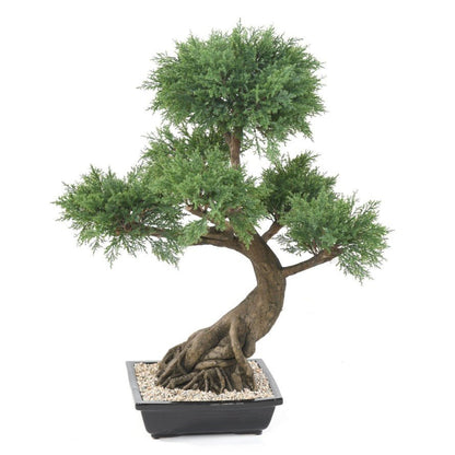 Bonsaïs JUNIPERUS en coupe - BONSAÏS - Green Fire 57