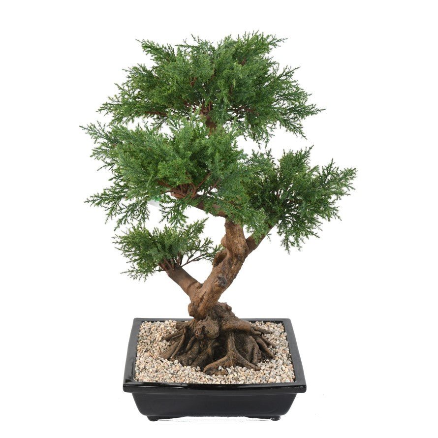 Bonsaïs JUNIPERUS en coupe - BONSAÏS - Green Fire 57