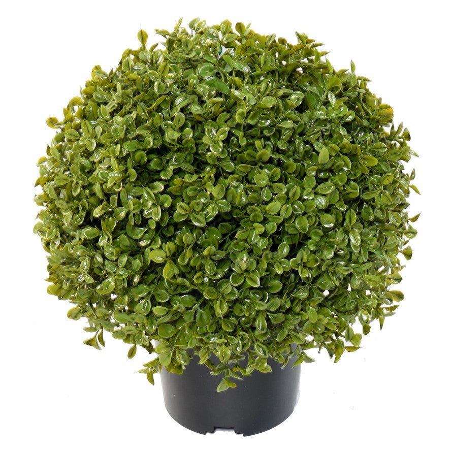 Buis Boule STK pot - TOPIAIRES - Green Fire 57