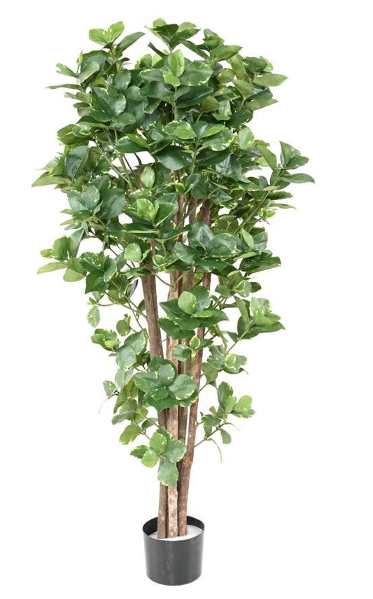 Clusia artificiel variegata - Arbres et Arbustes - Green Fire 57