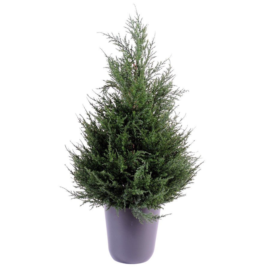 Cypres JUNIPERUS - TOPIAIRES - Green Fire 57