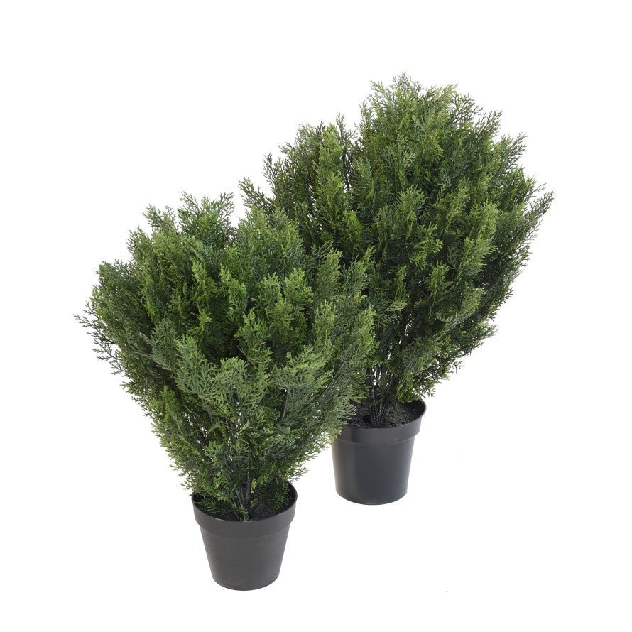 Cypres Rond Buisson - TOPIAIRES UV RESISTANT - Green Fire 57