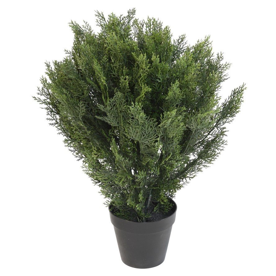 Cypres Rond Buisson - TOPIAIRES UV RESISTANT - Green Fire 57