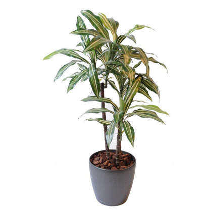 Dracaena artificiel fragrans *3 - Arbres et Arbustes - Green Fire 57