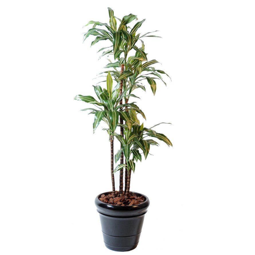 Dracaena artificiel fragrans *4 - Arbres et Arbustes - Green Fire 57