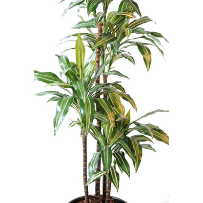 Dracaena artificiel fragrans *4 - Arbres et Arbustes - Green Fire 57