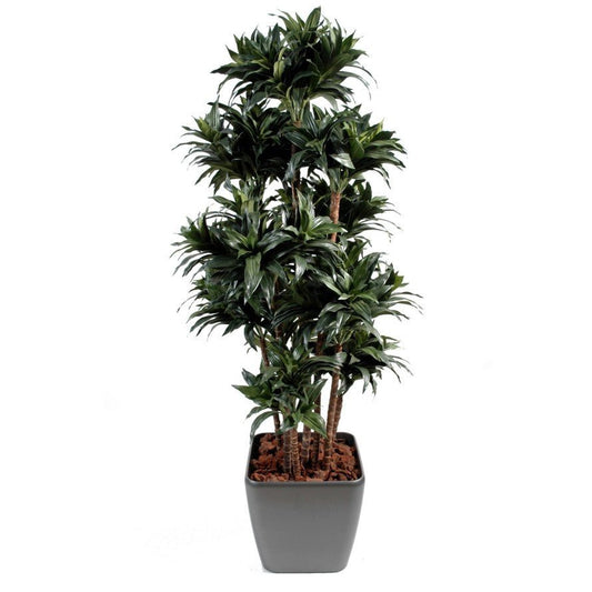 Dracaena artificiel fragrans compacta - Arbres et Arbustes - Green Fire 57