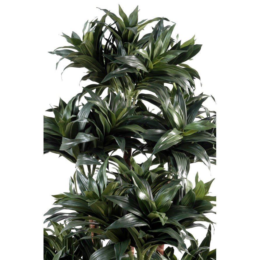 Dracaena artificiel fragrans compacta - Arbres et Arbustes - Green Fire 57