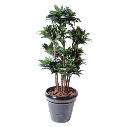 Dracaena artificiel fragrans compacta - Arbres et Arbustes - Green Fire 57