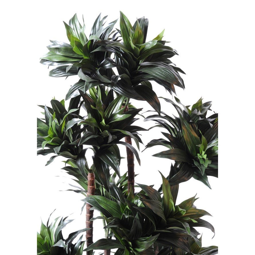 Dracaena artificiel fragrans compacta - Arbres et Arbustes - Green Fire 57