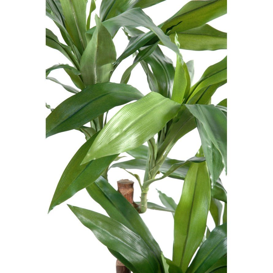 Dracaena artificiel fragrans janet craig - Arbres et Arbustes - Green Fire 57