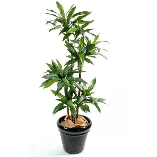 Dracaena artificiel fragrans janet craig - Arbres et Arbustes - Green Fire 57