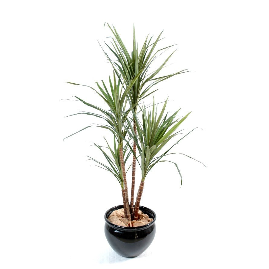 Dracaena artificiel marginata - Arbres et Arbustes - Green Fire 57