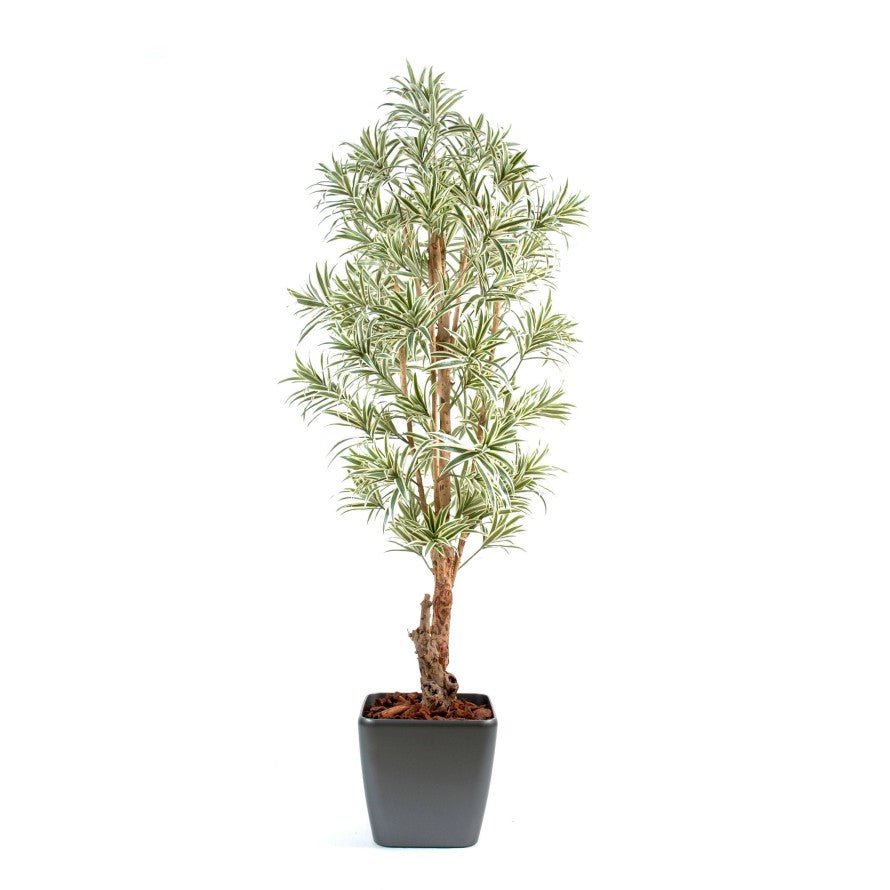 Dracaena artificiel reflexa - Arbres et Arbustes - Green Fire 57