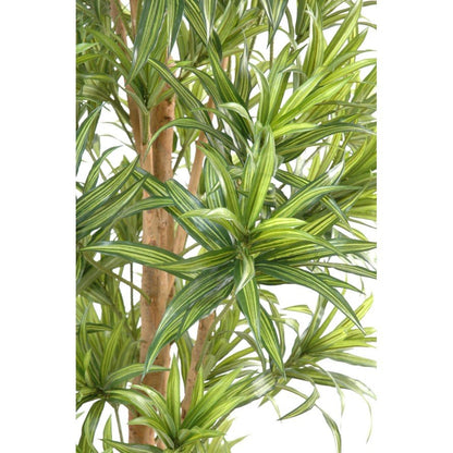 Dracaena artificiel reflexa - Arbres et Arbustes - Green Fire 57