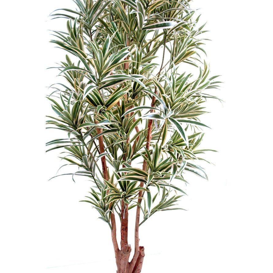 Dracaena artificiel reflexa - Arbres et Arbustes - Green Fire 57