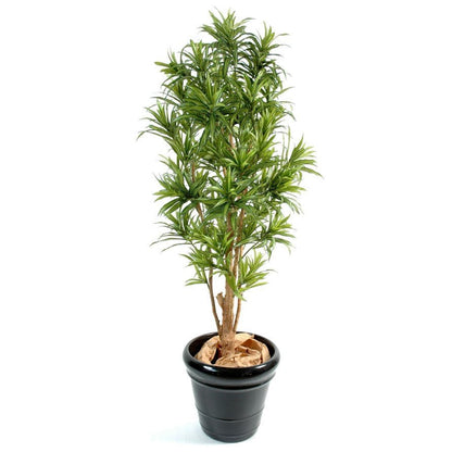 Dracaena artificiel reflexa - Arbres et Arbustes - Green Fire 57