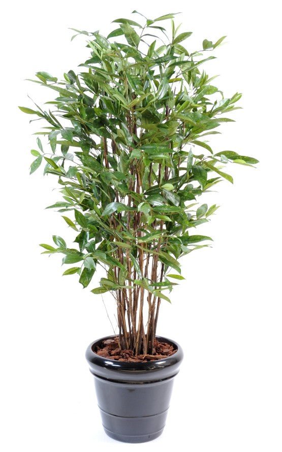 Dracaena artificiel surculosa - Arbres et Arbustes - Green Fire 57