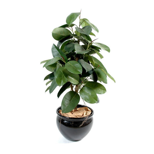 Ficus artificiel ELASTICA - Plantes artificielles - Green Fire 57