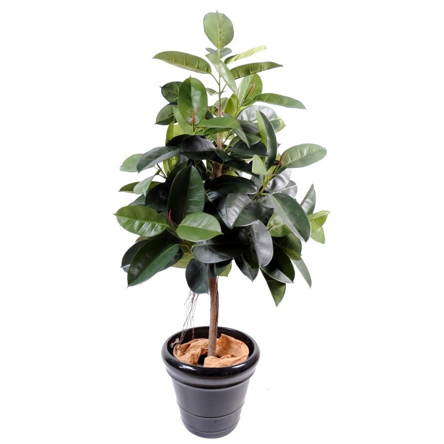 Ficus artificiel ELASTICA - Plantes artificielles - Green Fire 57