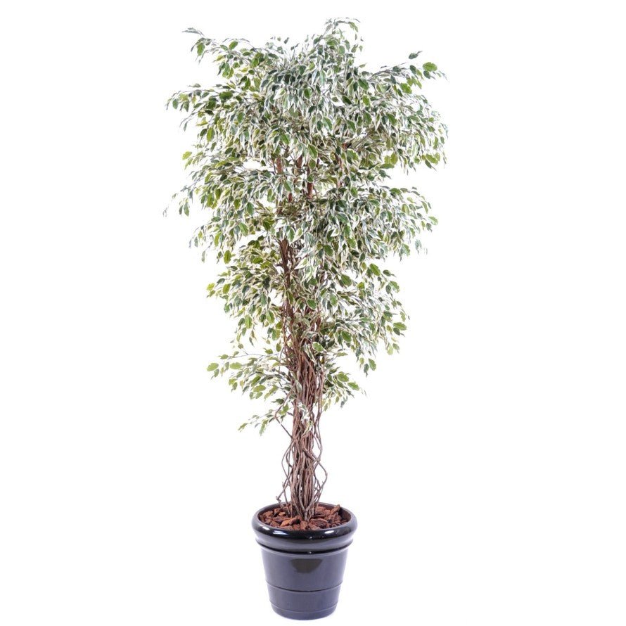 Ficus artificiel lianes - Plantes artificielles - Green Fire 57