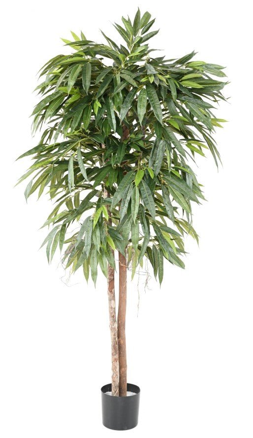 Ficus LONGIFOLIA - Plantes Artificielles - Green Fire 57