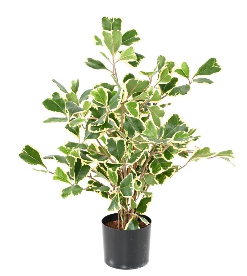 Ficus TRIANGULARIS - Plantes Artificielles - Green Fire 57