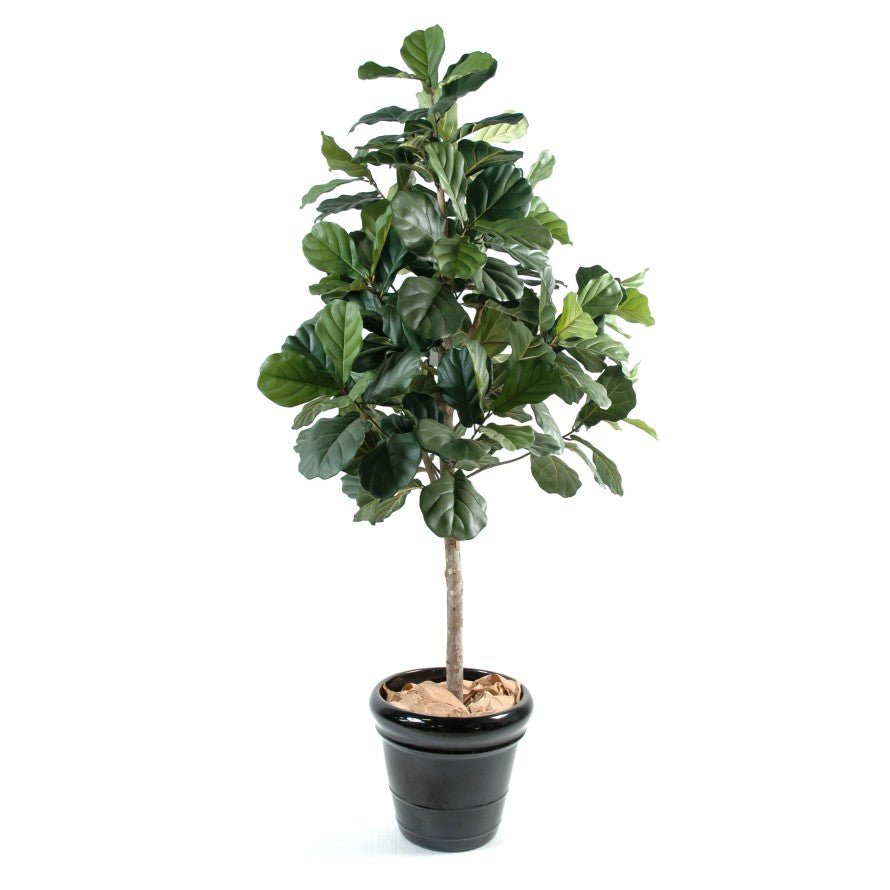 Lyrata Artificiel FIGUIER - Plantes Artificielles - Green Fire 57