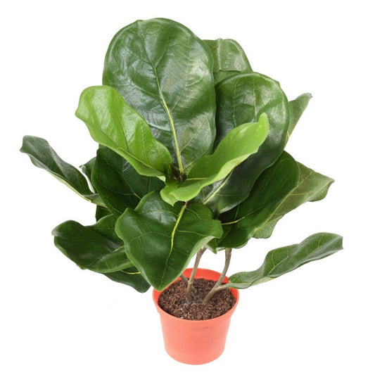 Lyrata POT - Plantes Artificielles - Green Fire 57