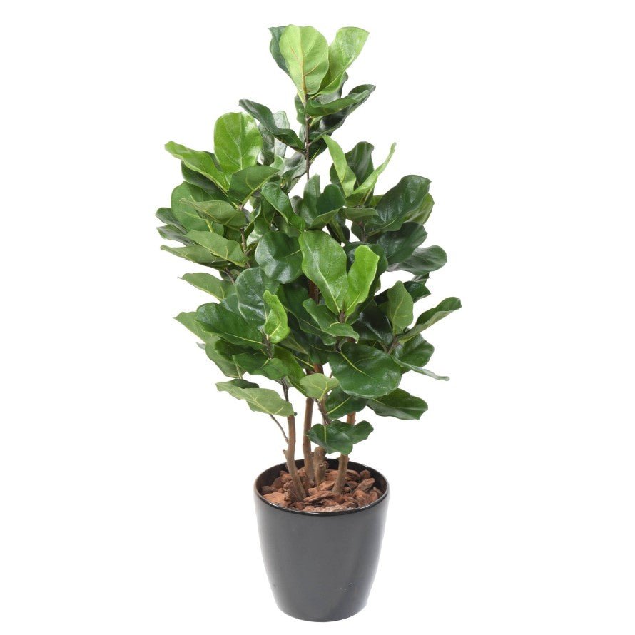 Lyrata ROYAL BUISSON - Plantes Artificielles - Green Fire 57