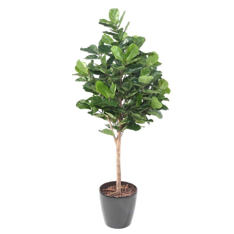 Lyrata ROYAL - Plante artificielle - Green Fire 57