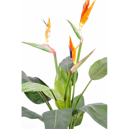 Strelitzia - Végétal artificiel - Greenfire57